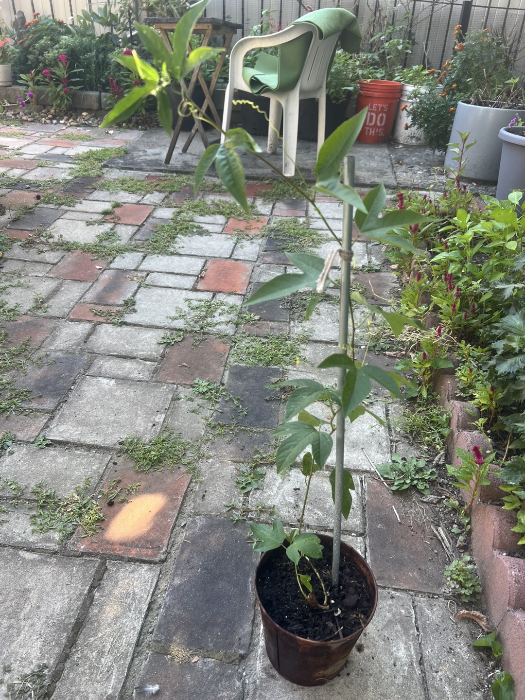 Passion Fruit Vine Plant - photo 2