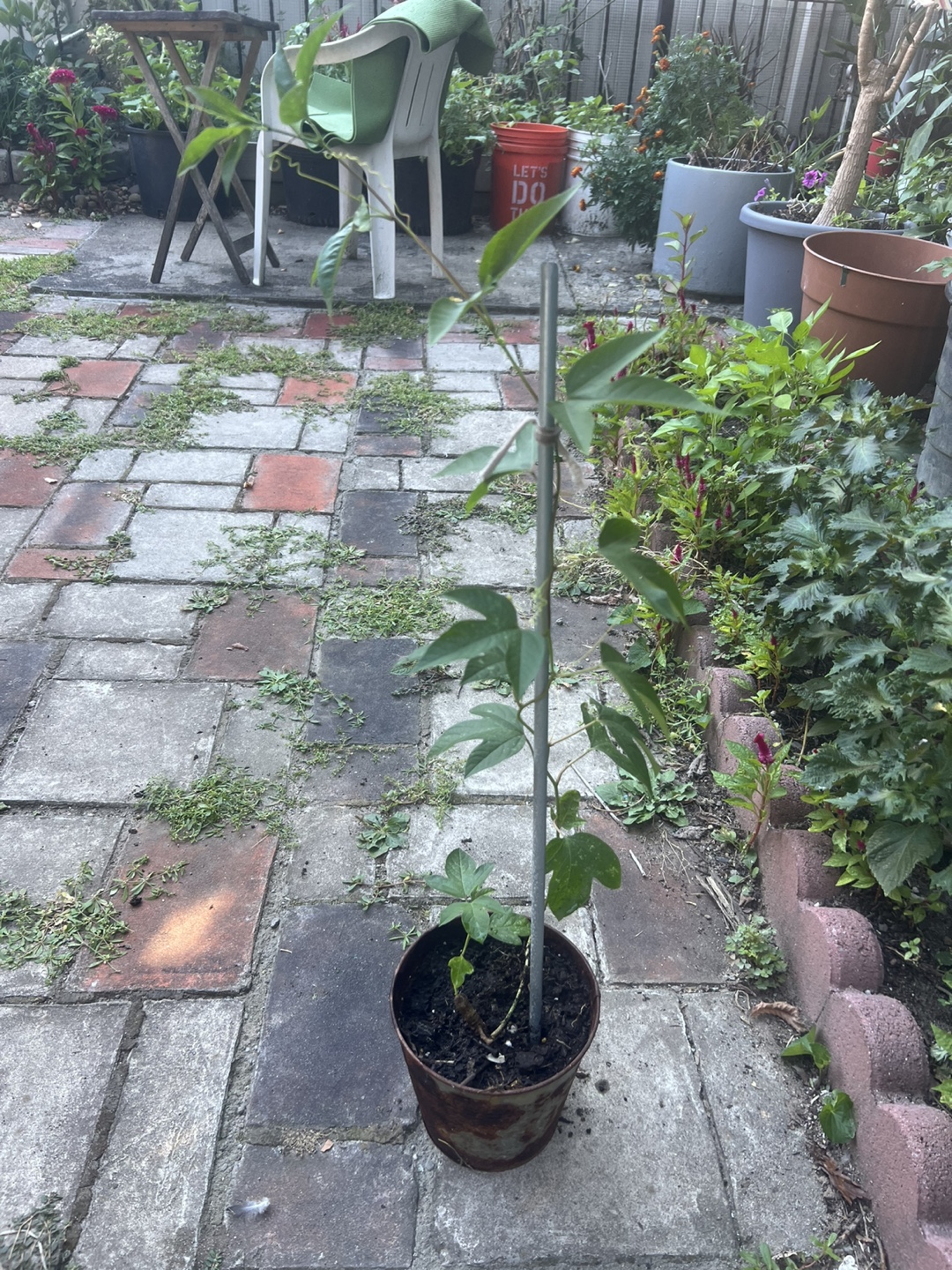 Passion Fruit Vine Plant - photo 3