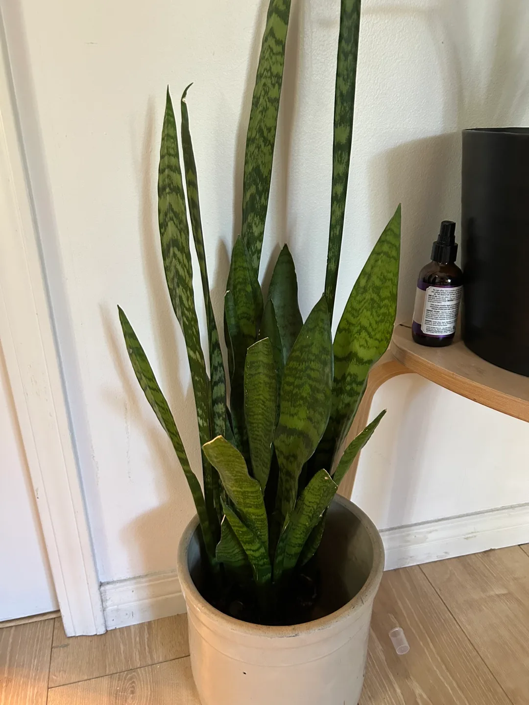 Snake Plant in Medalta Stoneware Pot thumbnail