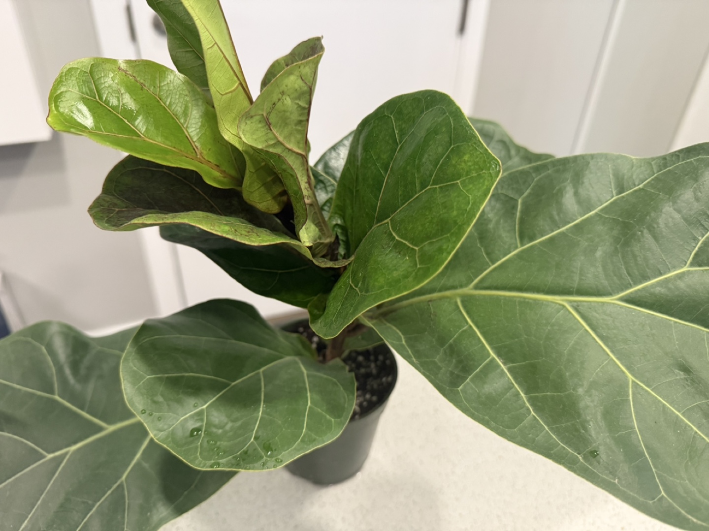 Bambino Fiddle Leaf Fig Plant - photo 2