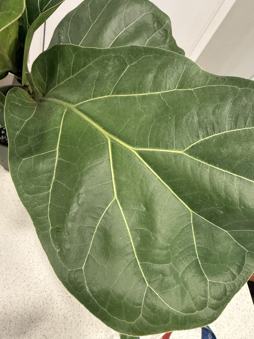 Bambino Fiddle Leaf Fig Plant - photo 4