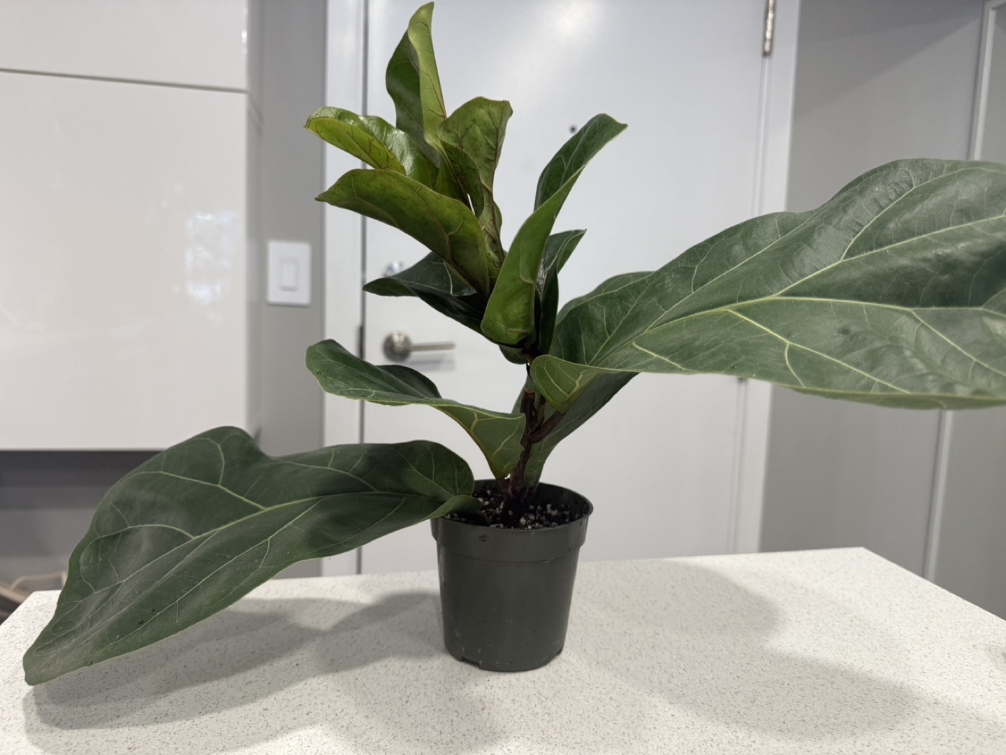 Bambino Fiddle Leaf Fig Plant