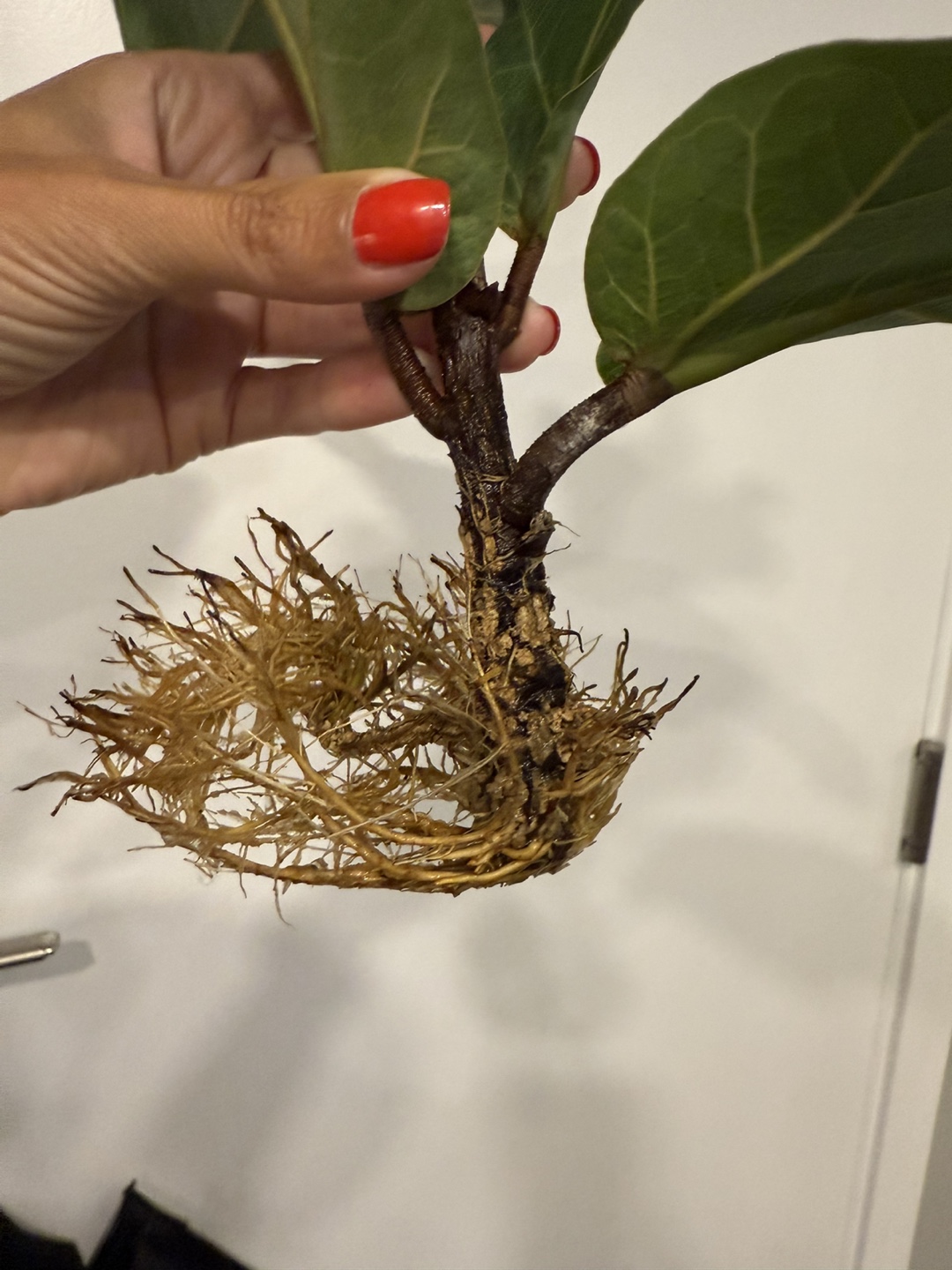 Bambino Fiddle Leaf Fig Plant - photo 3