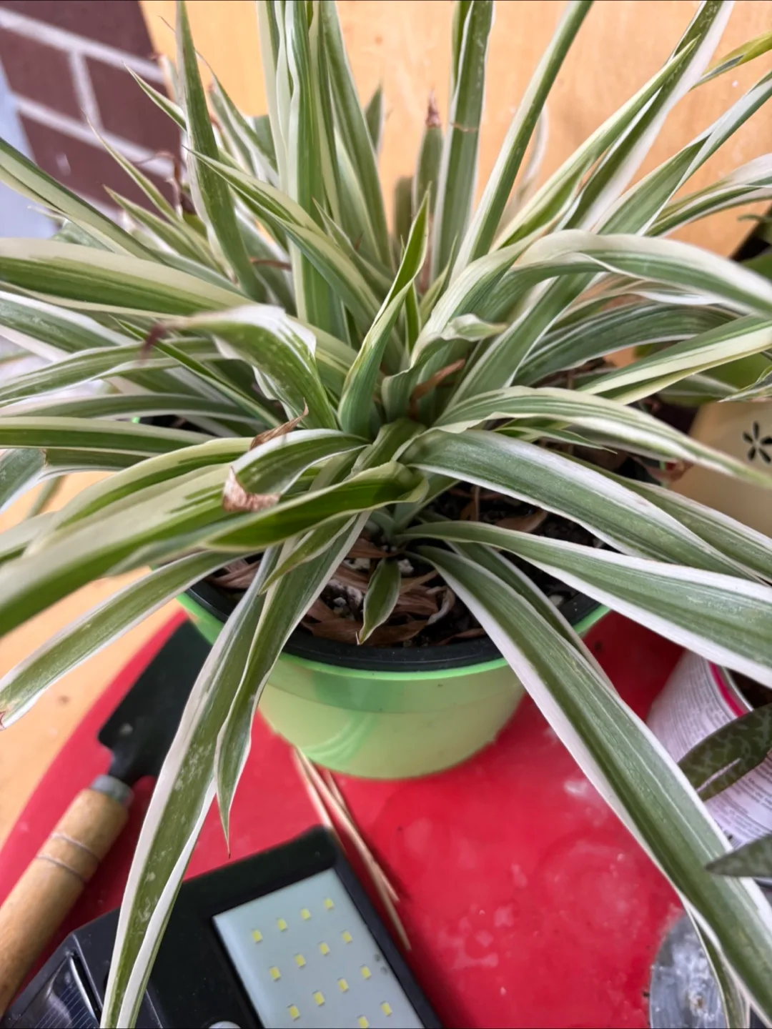 Potted Plants for your home image indicator(3)