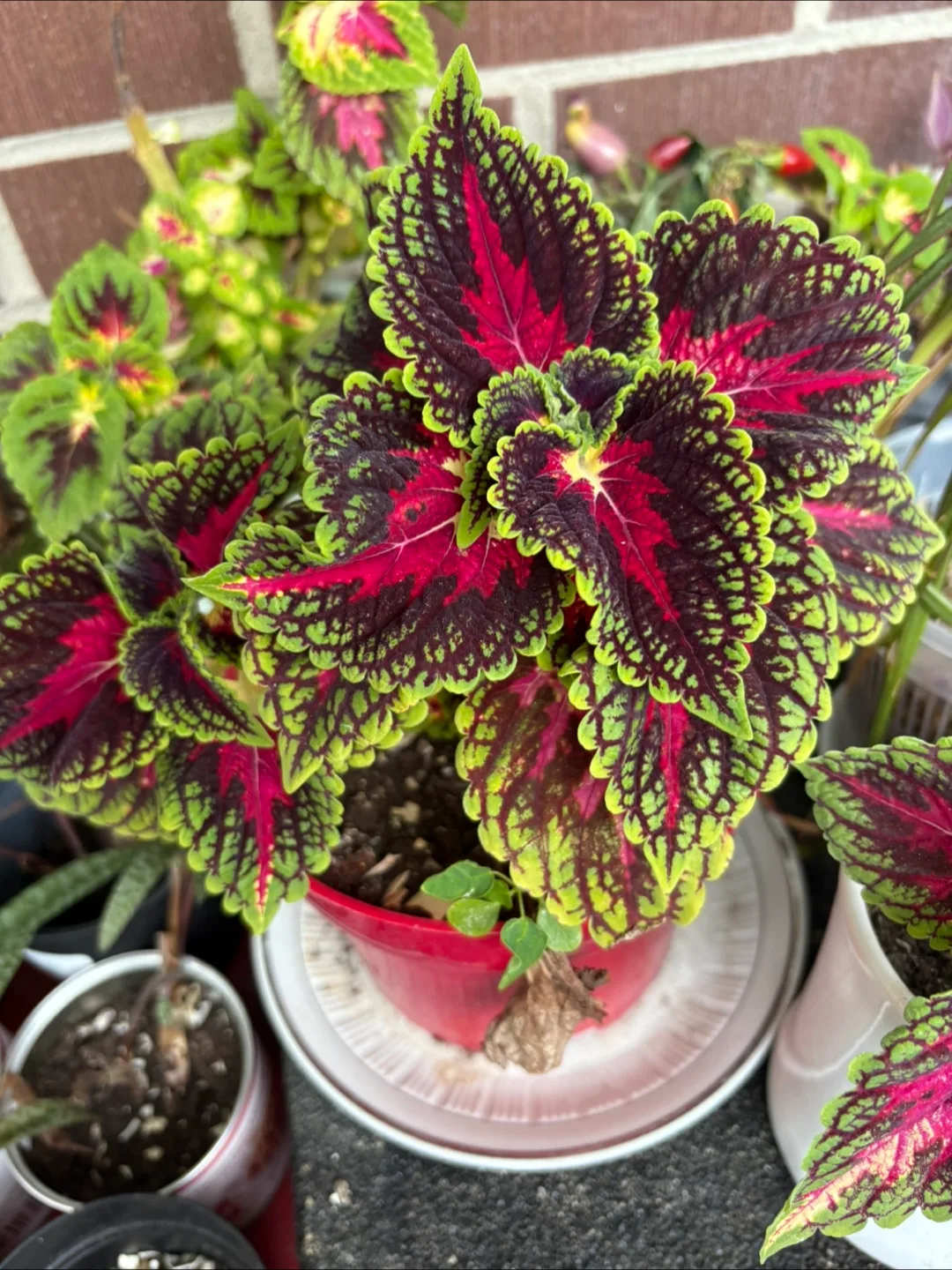Potted Plants for your home thumbnail