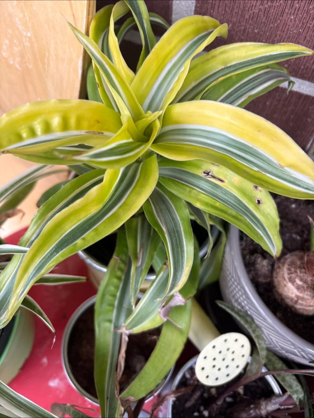 Potted Plants for your home image indicator(2)