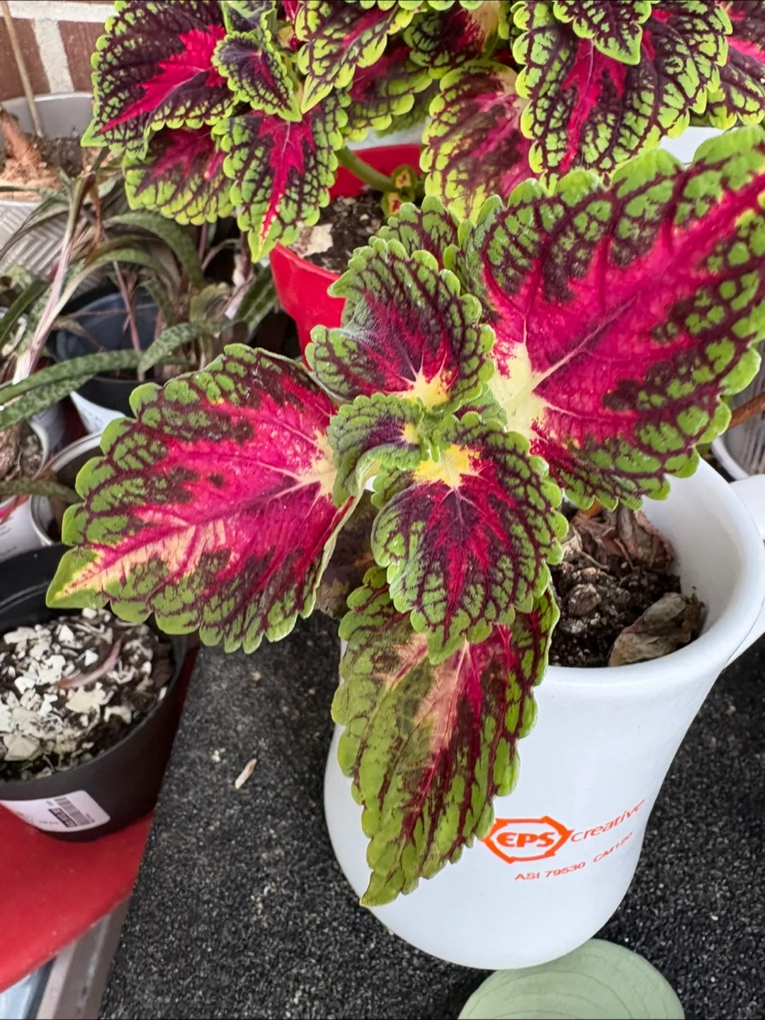 Potted Plants for your home image indicator(4)