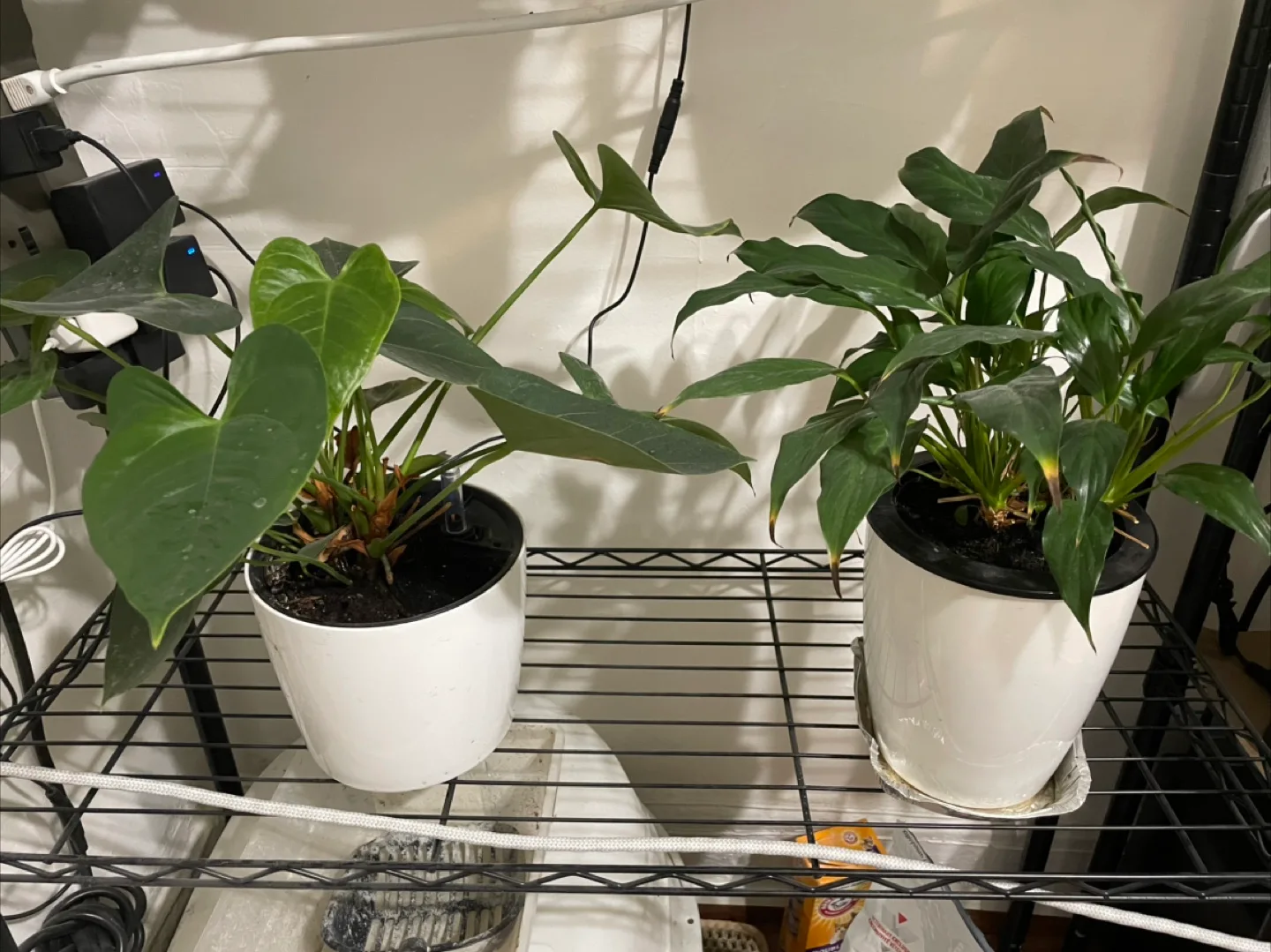 Potted Anthurium & Peace Lily