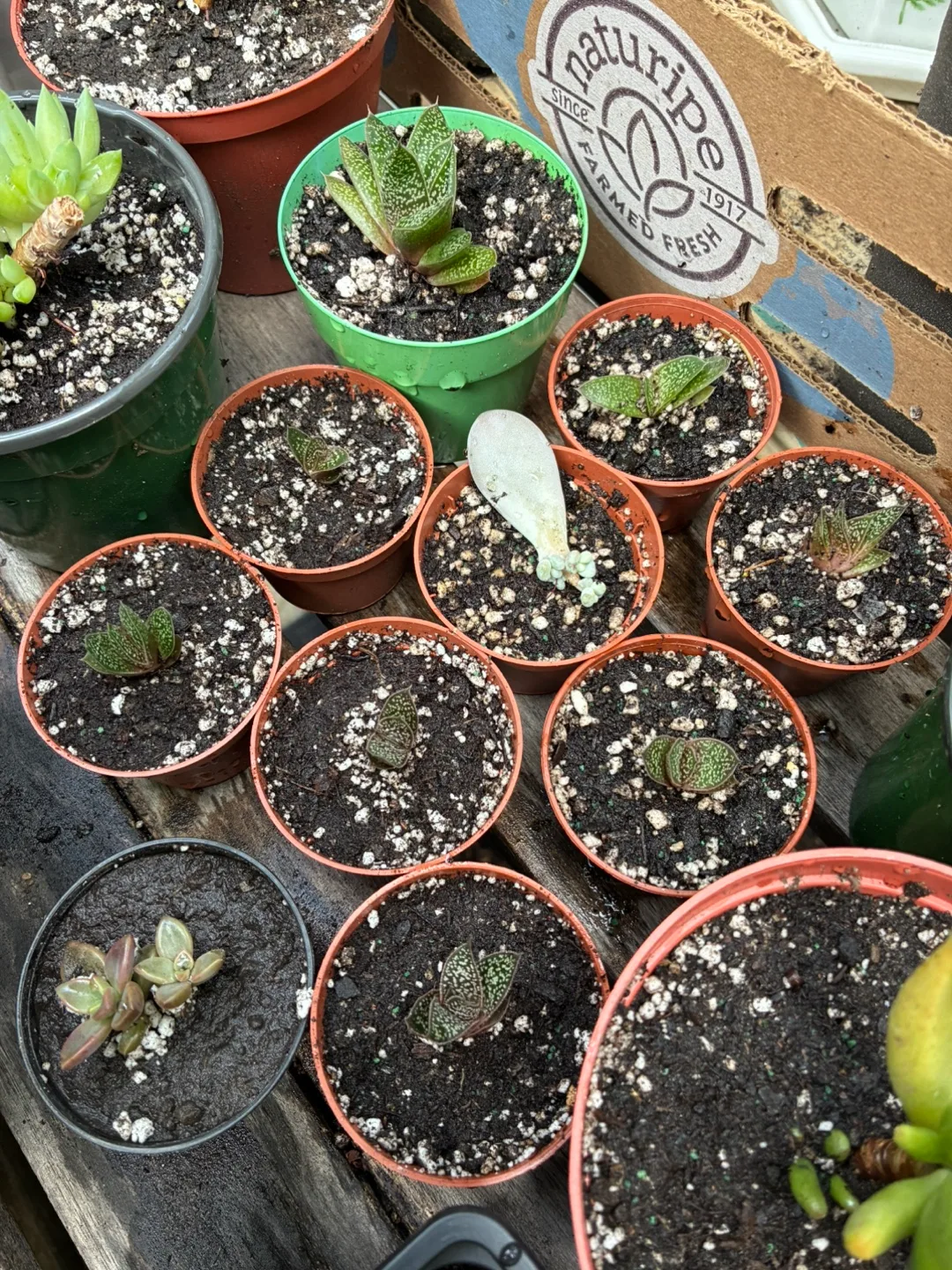 Assorted Succulent Plant Seedlings thumbnail