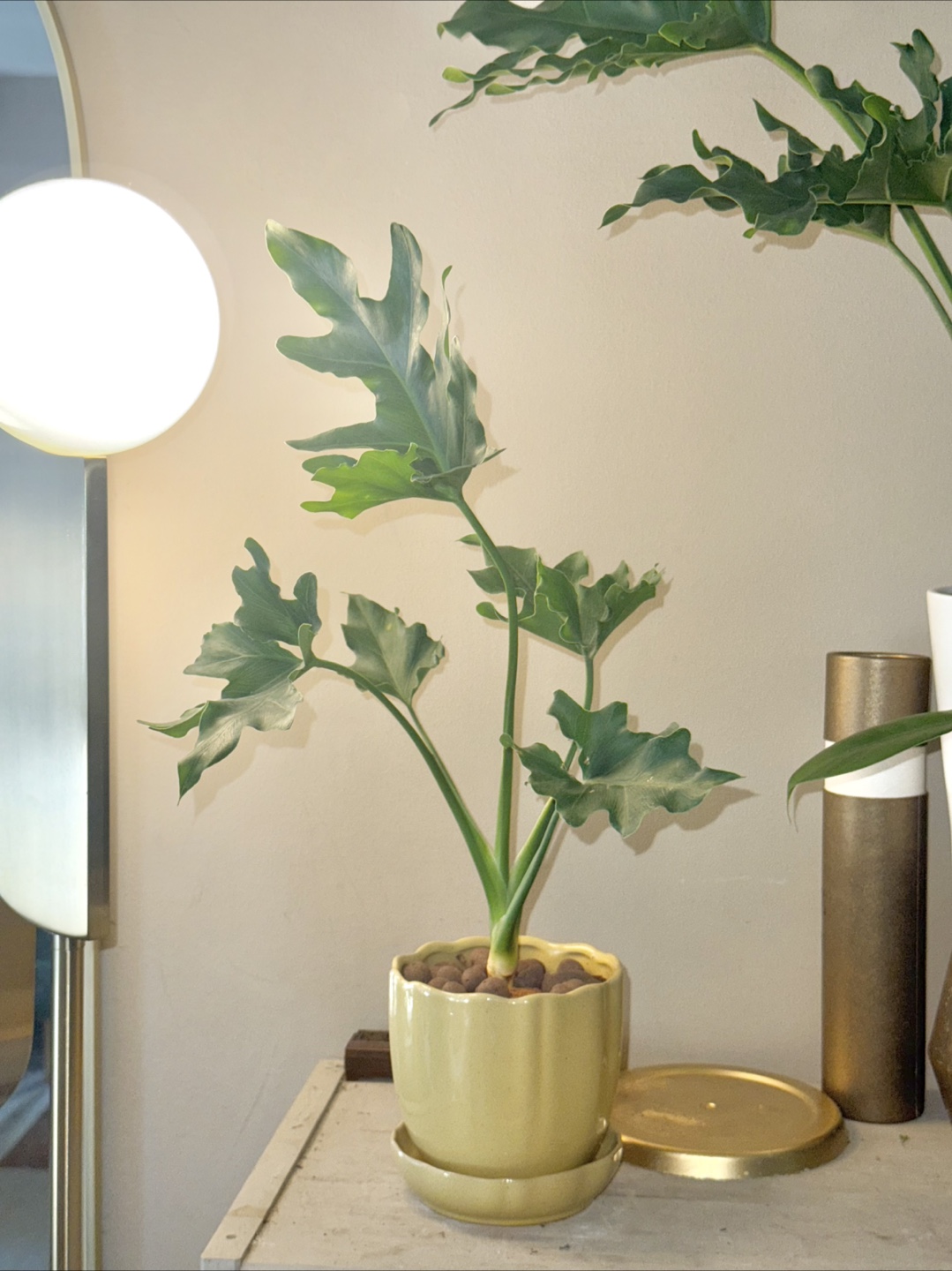 Philodendron selloum Plant in Yellow Pot - photo 3