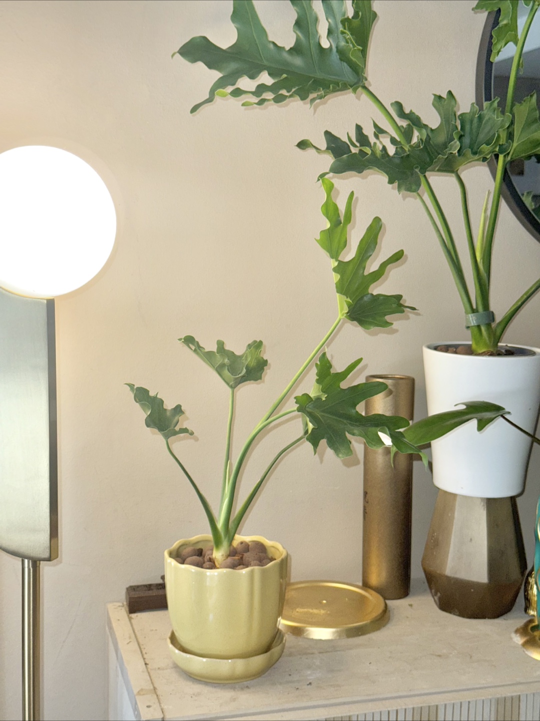 Philodendron selloum Plant in Yellow Pot - photo 2