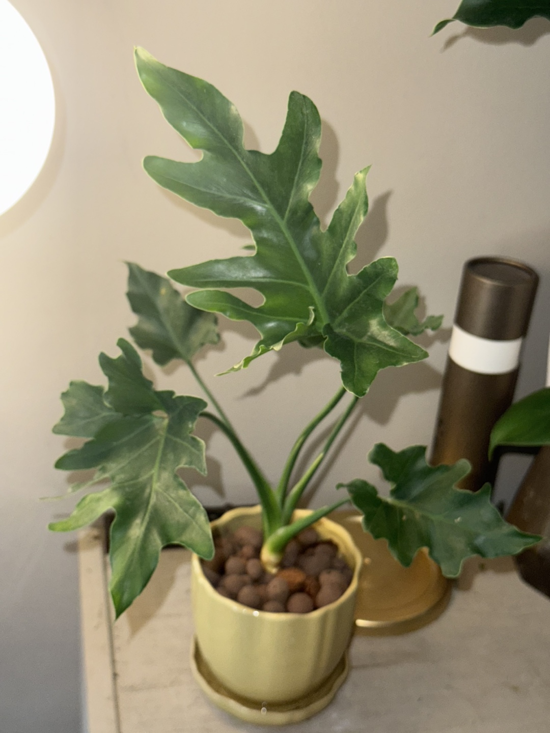 Philodendron selloum Plant in Yellow Pot - photo 4
