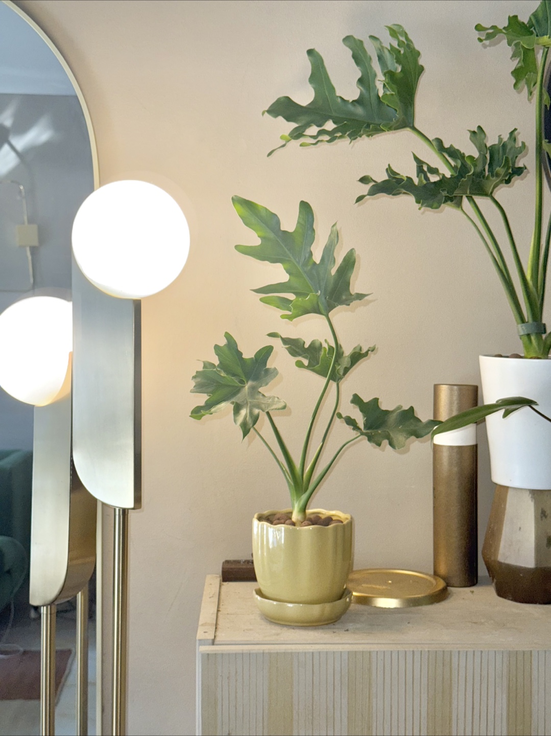 Philodendron selloum Plant in Yellow Pot