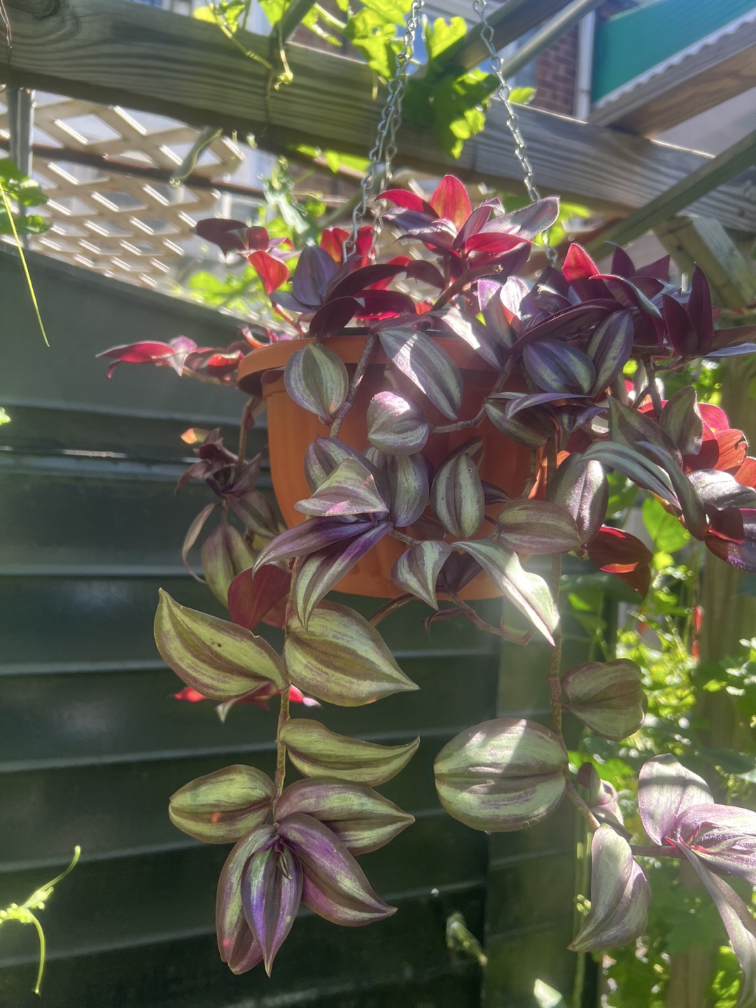 Tradescantia Zebrina Hanging Plant - photo 3
