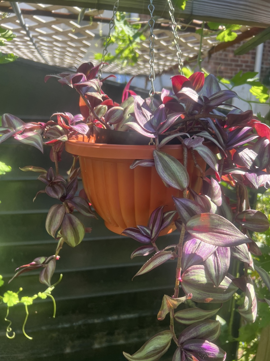 Tradescantia Zebrina Hanging Plant - photo 2