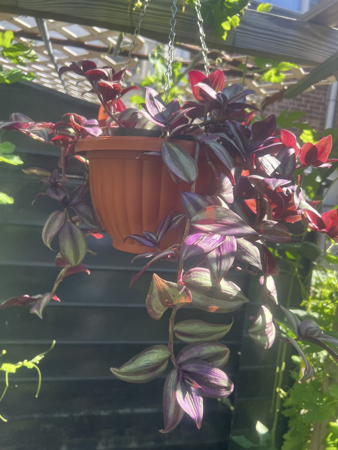 Tradescantia Zebrina Hanging Plant