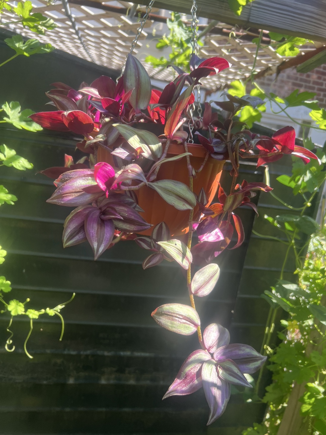 Tradescantia Zebrina Hanging Plant - photo 5