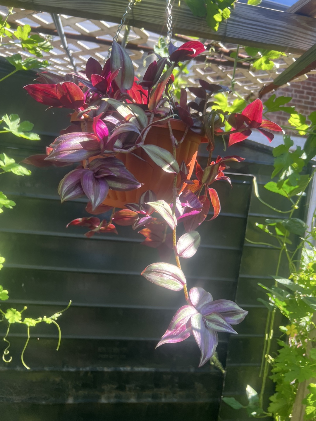 Tradescantia Zebrina Hanging Plant - photo 4