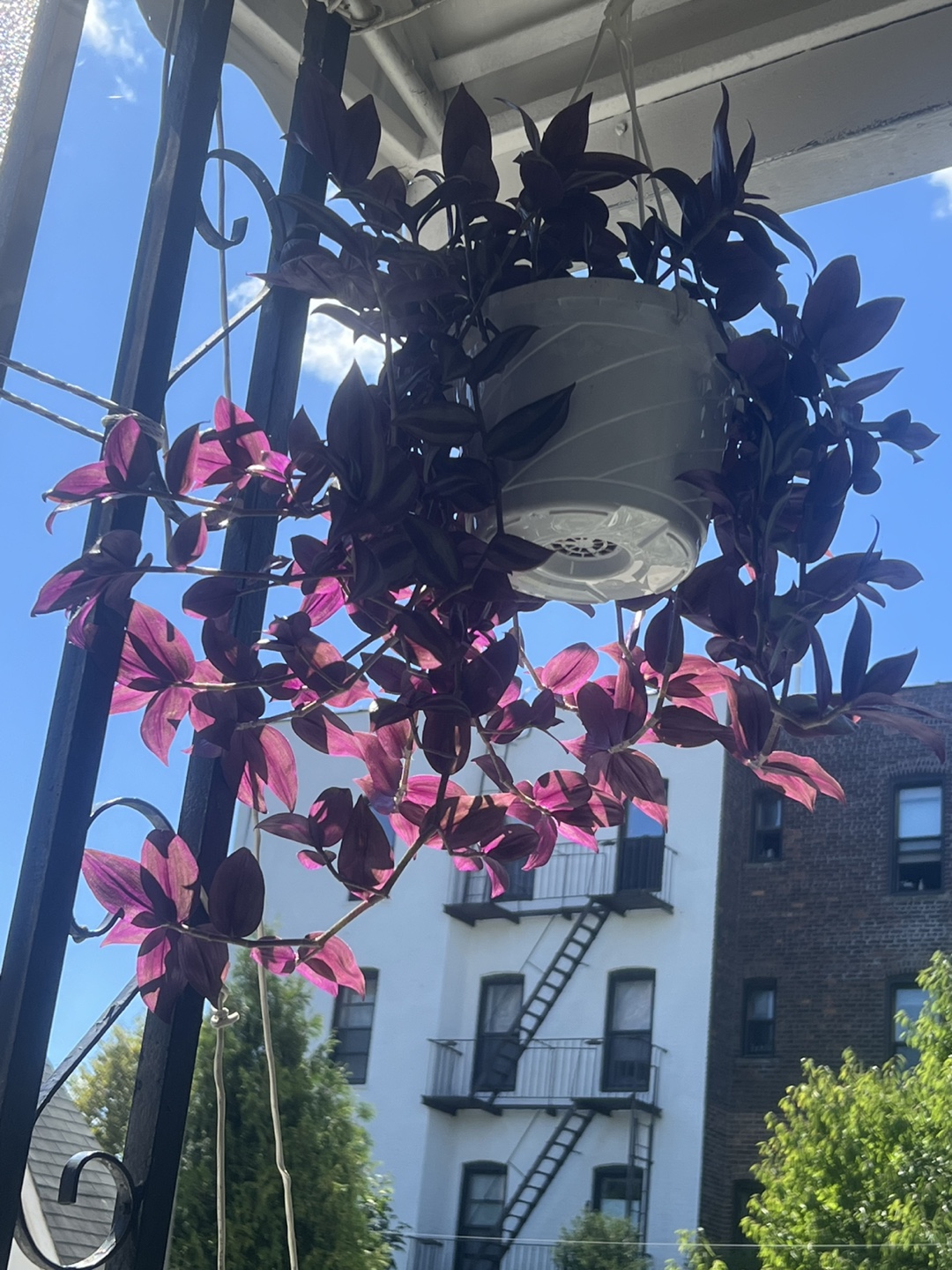 Beautiful large Tradescantia zebrina plant