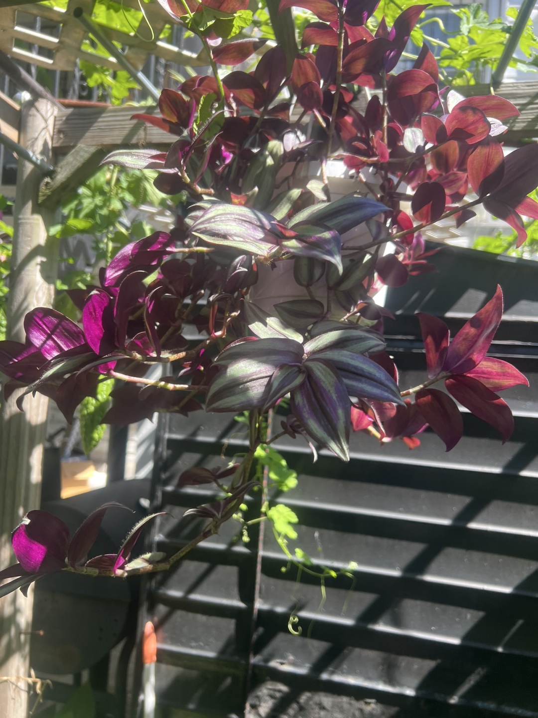 Beautiful large Tradescantia zebrina plant - photo 5
