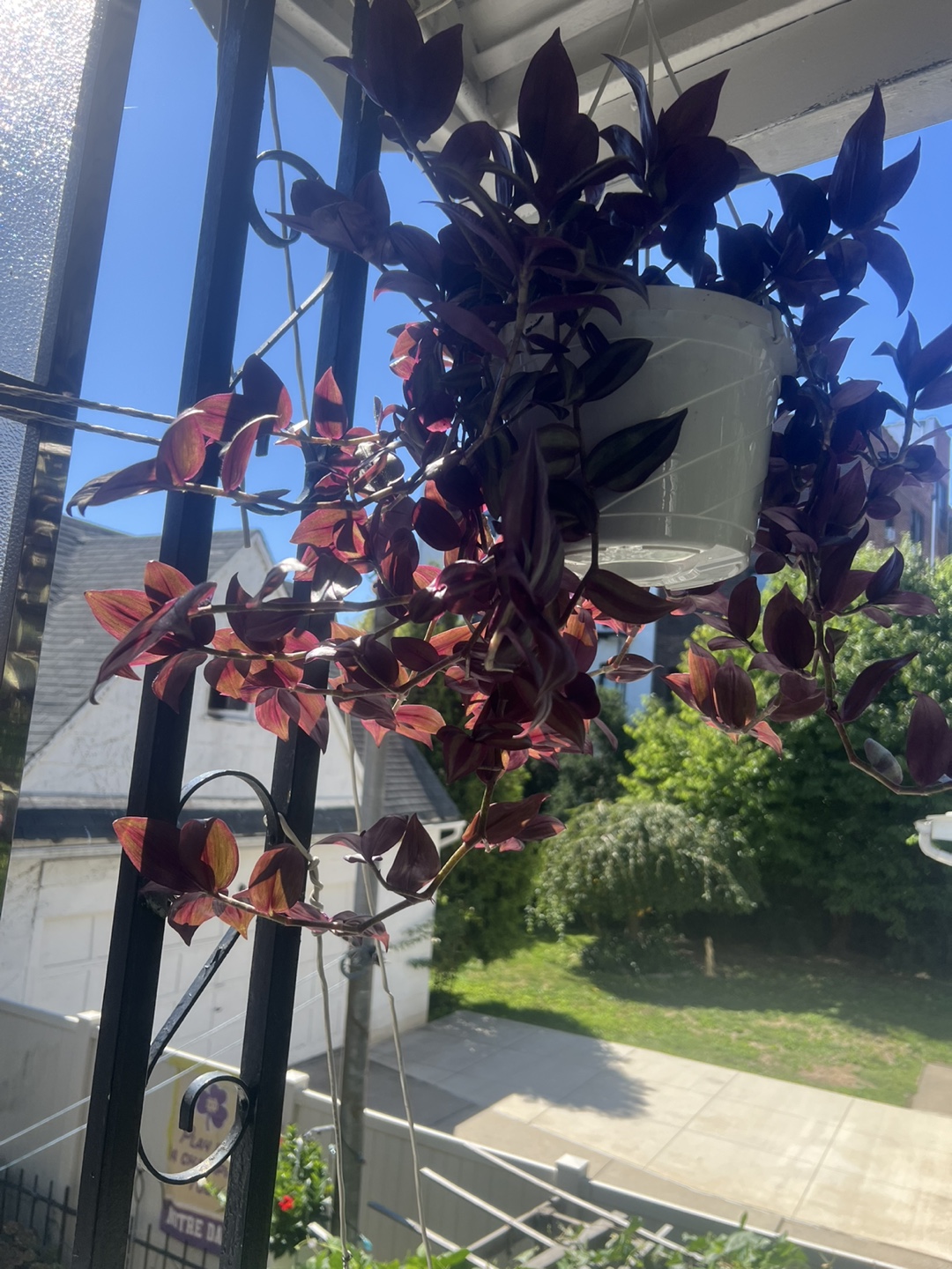 Beautiful large Tradescantia zebrina plant - photo 2