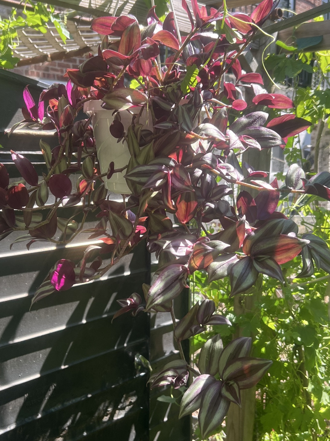 Beautiful large Tradescantia zebrina plant - photo 4