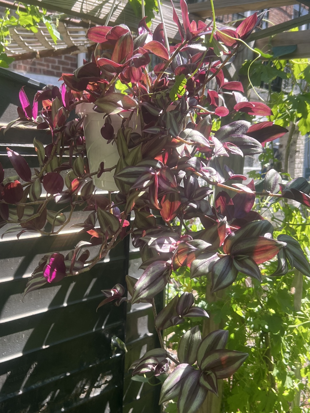 Beautiful large Tradescantia zebrina plant - photo 3