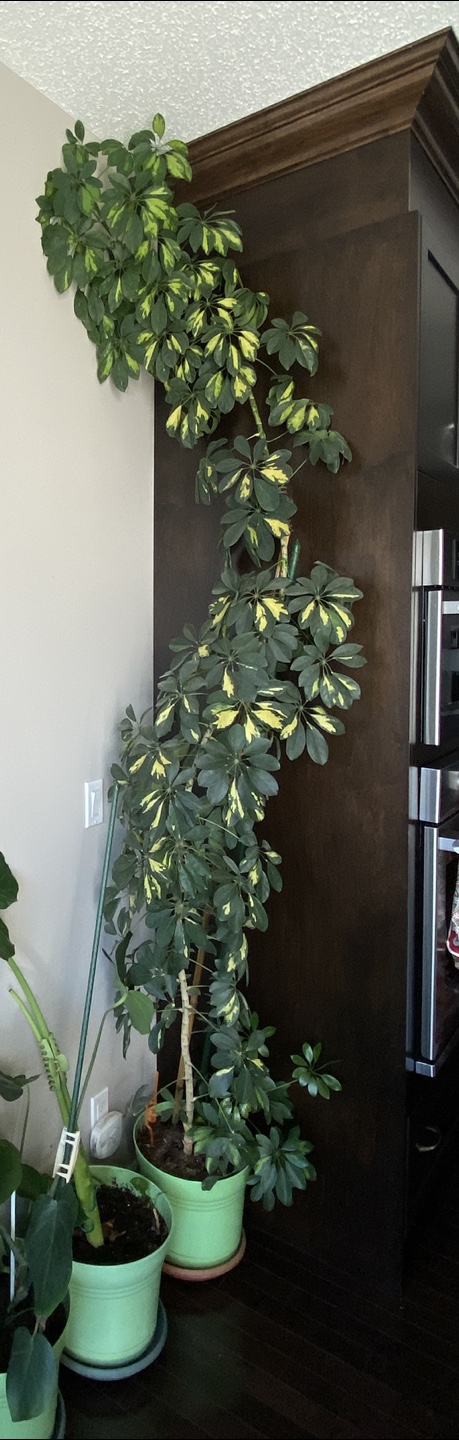 12 foot dwarf umbrella tree - photo 2