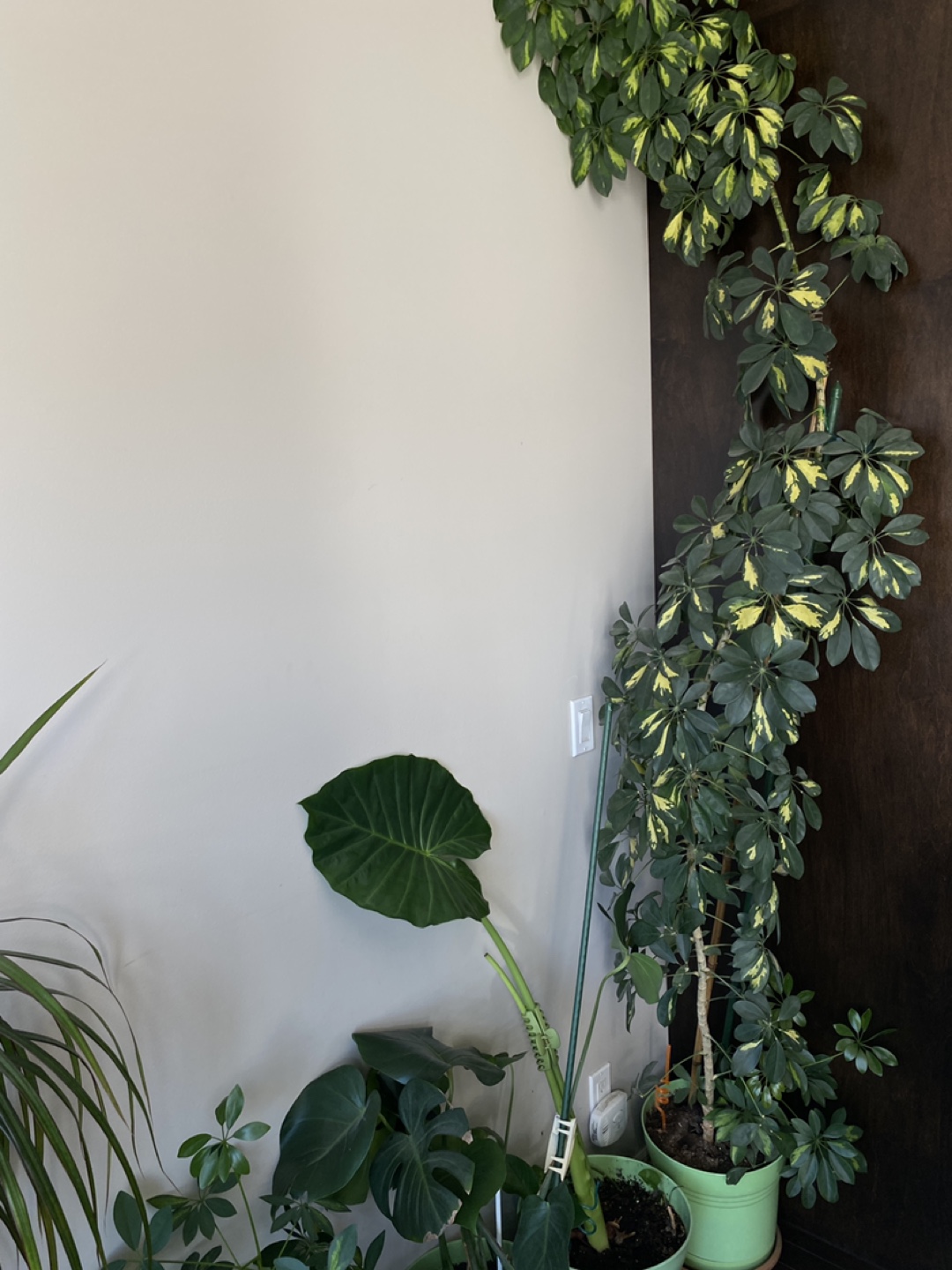 12 foot dwarf umbrella tree