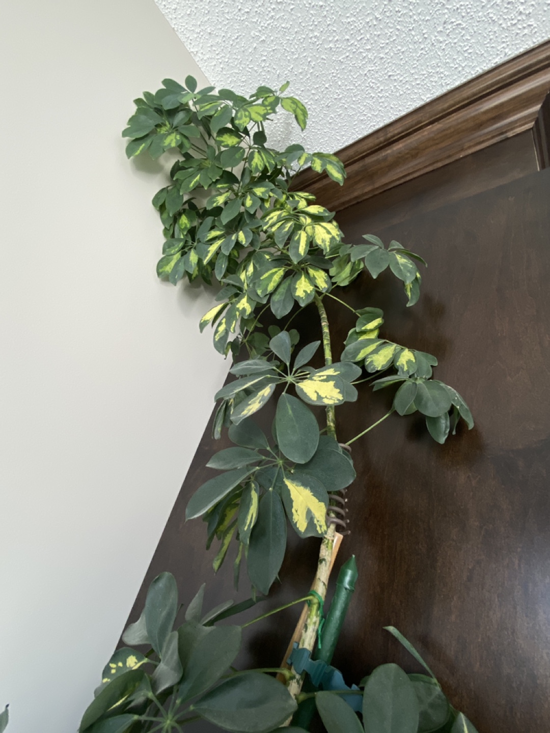 12 foot dwarf umbrella tree - photo 5