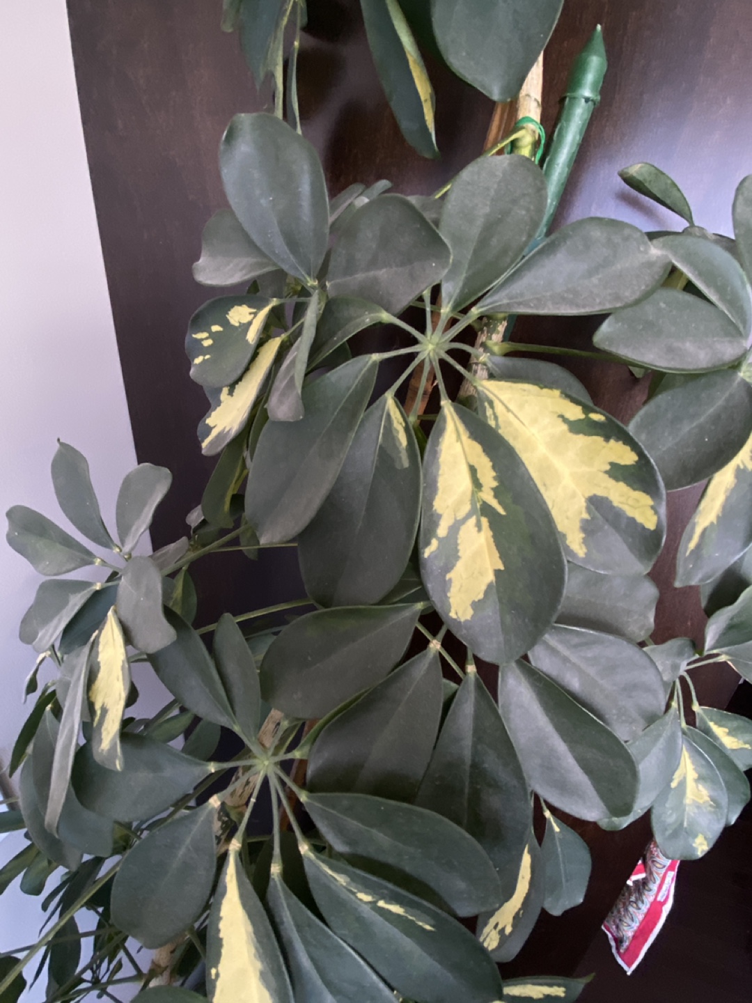 12 foot dwarf umbrella tree - photo 4