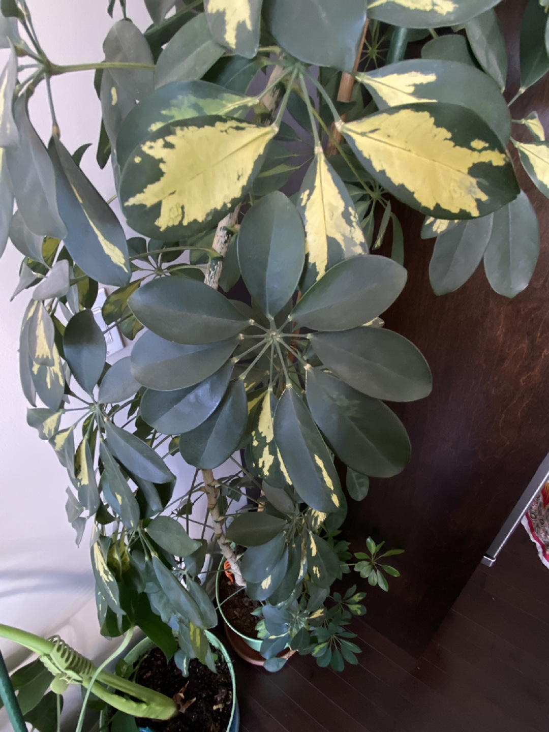12 foot dwarf umbrella tree - photo 3
