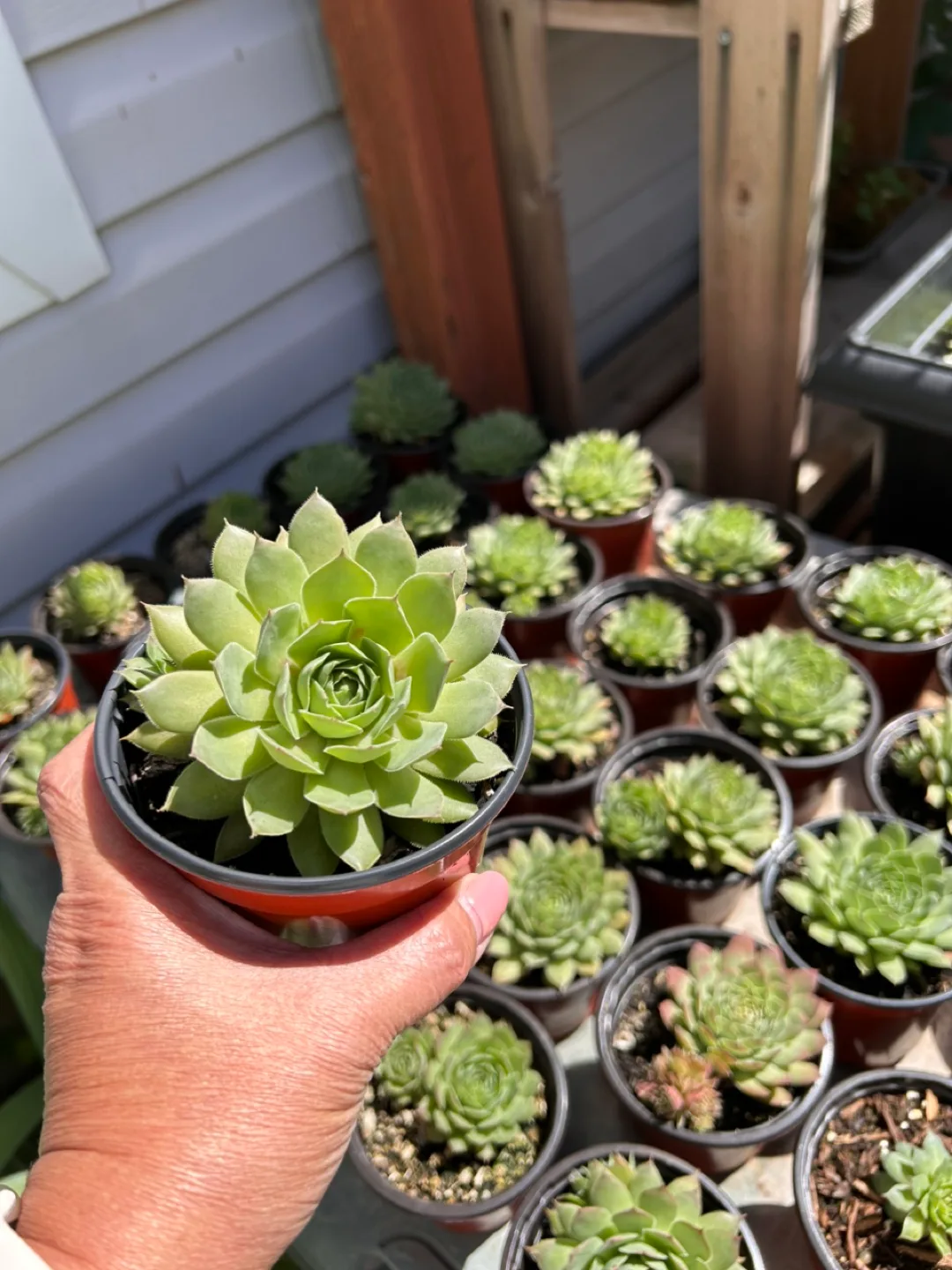 Hen and Chicks Succulent Plant image indicator(2)