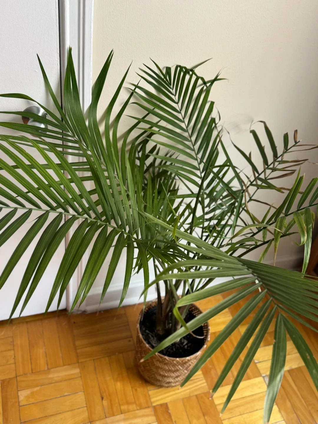 IKEA FEJKA Artificial Kentia Palm thumbnail
