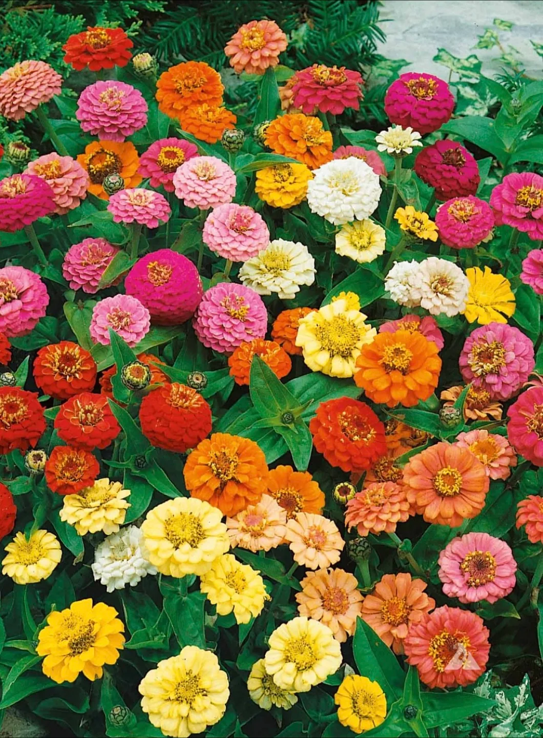 Mixed Zinnia seeds thumbnail