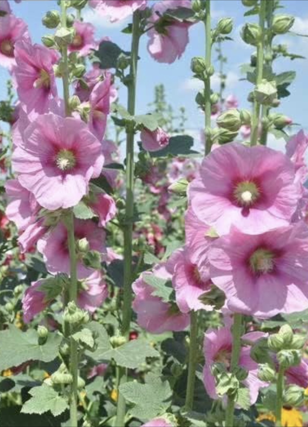 Mixed Hollyhock seeds - photo 3
