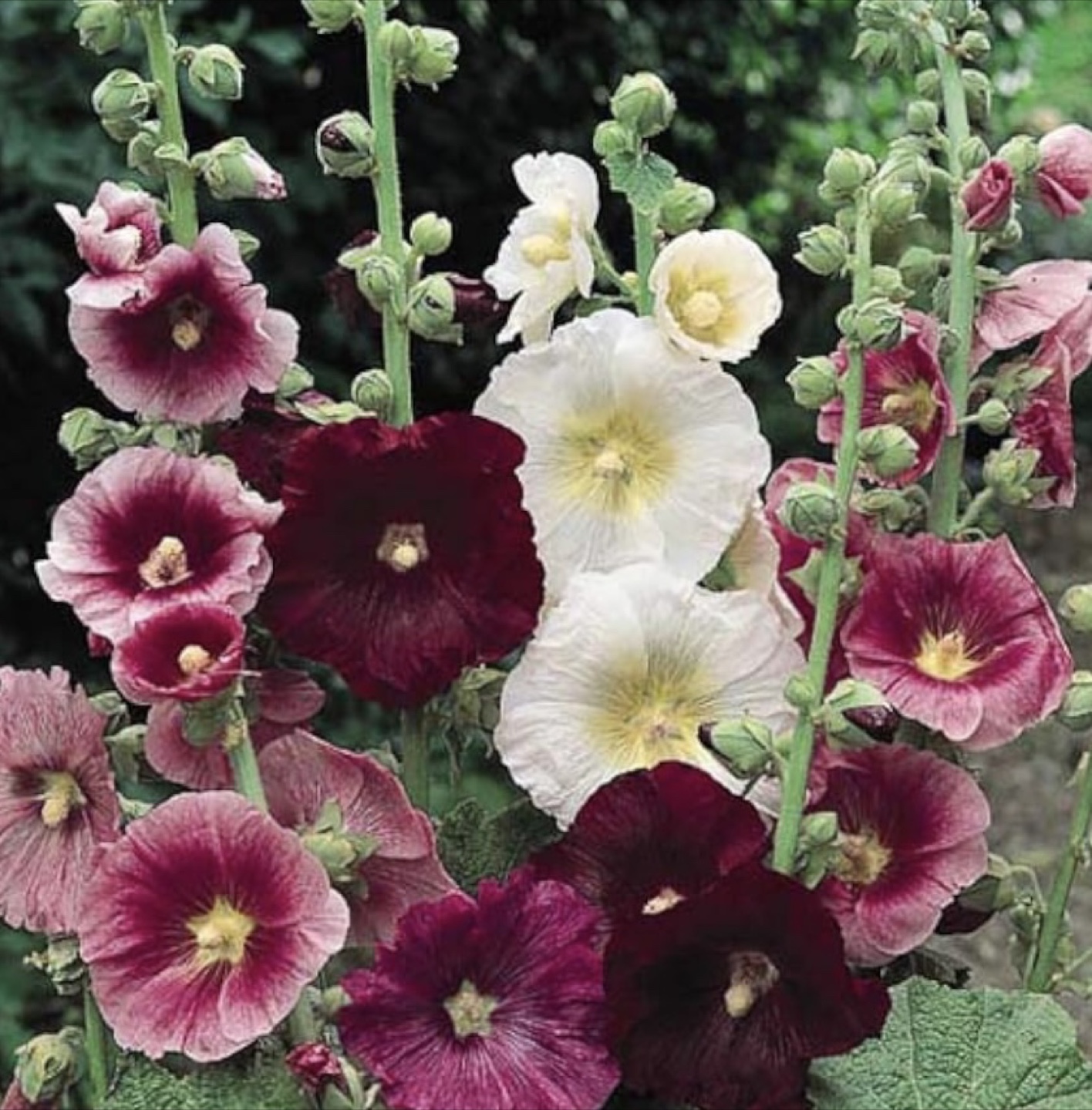 Mixed Hollyhock seeds - photo 2