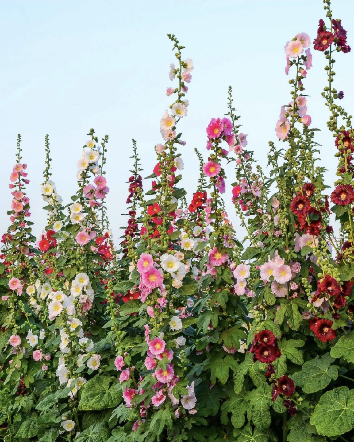 Mixed Hollyhock seeds