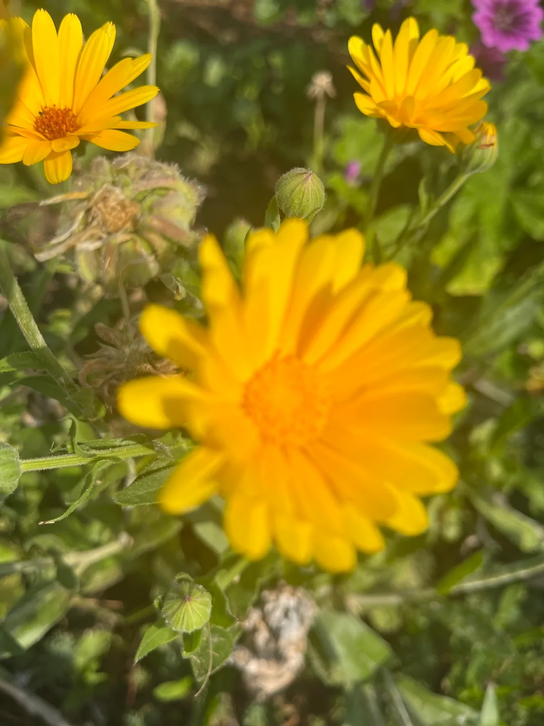 Calendula seeds image indicator(3)