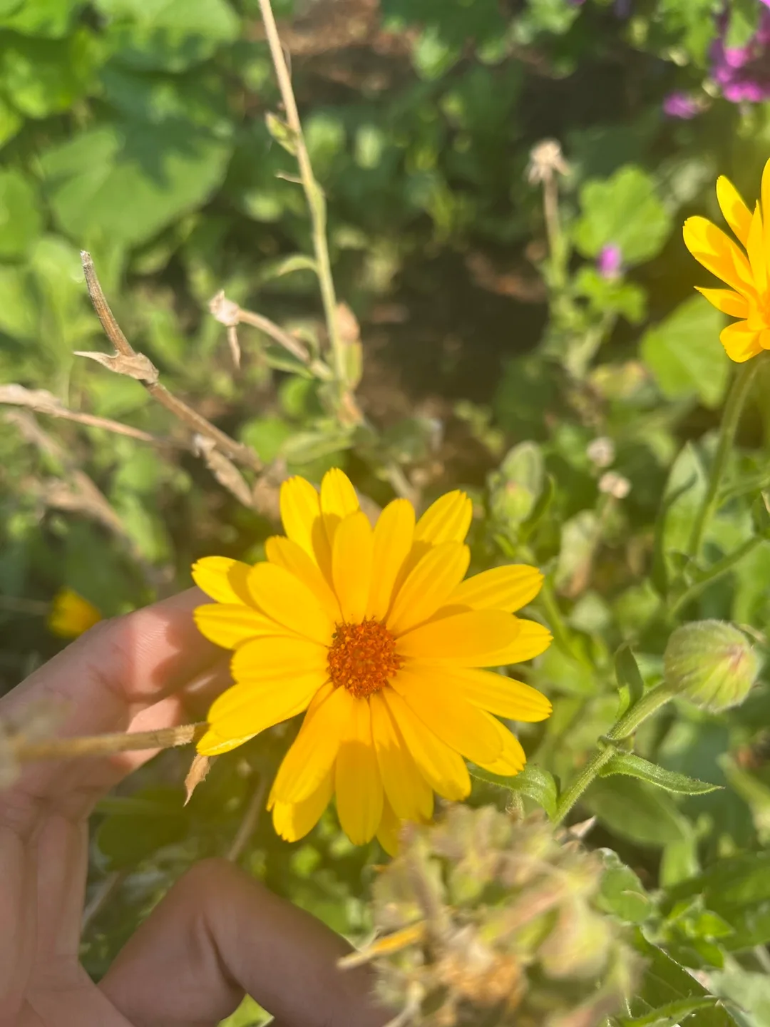 Calendula seeds image indicator(2)