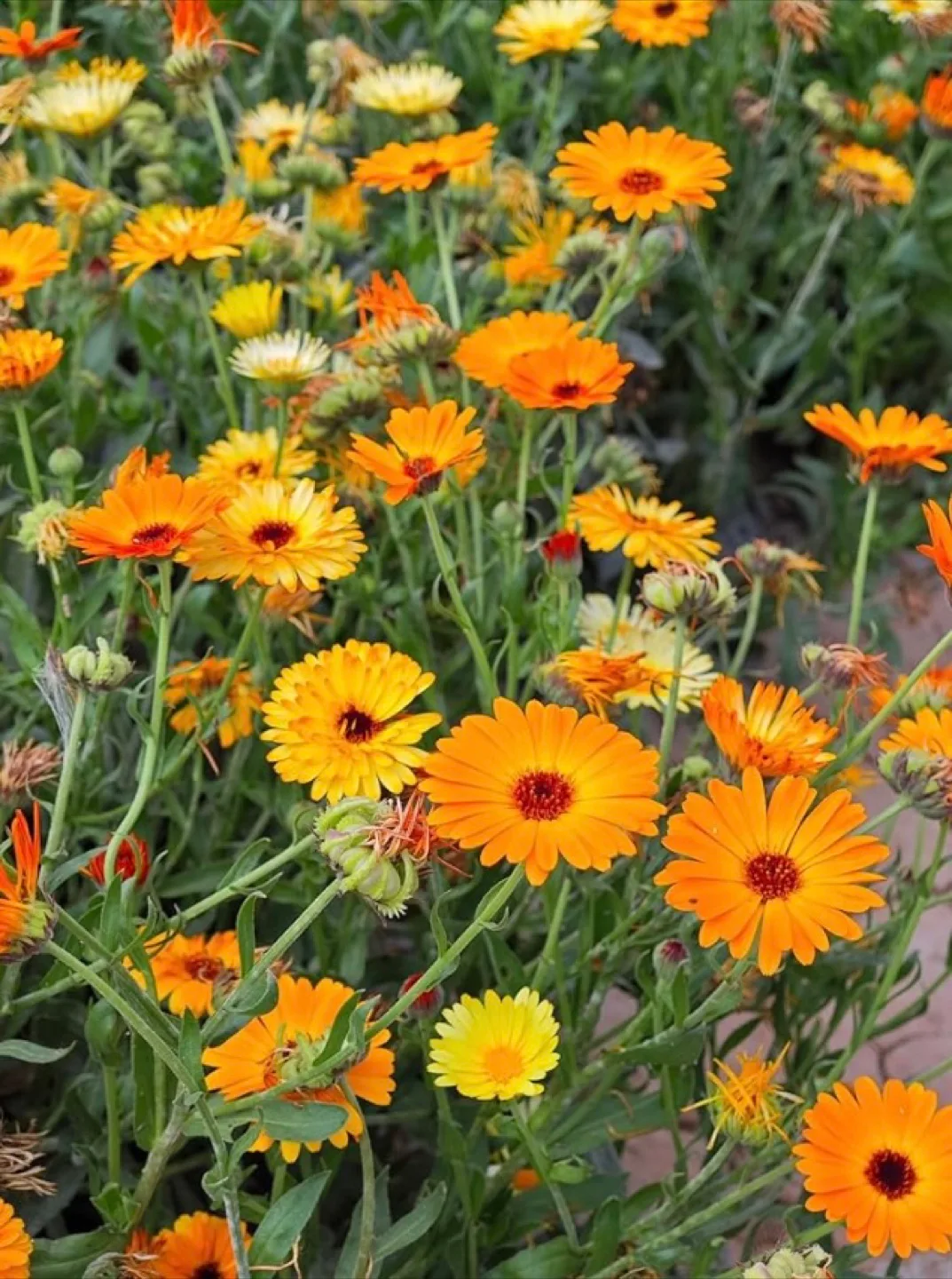 Calendula seeds thumbnail