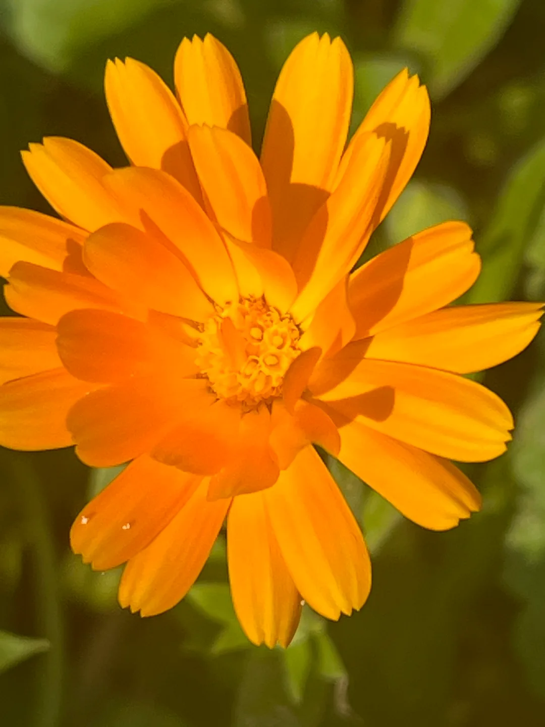 Calendula seeds image indicator(4)