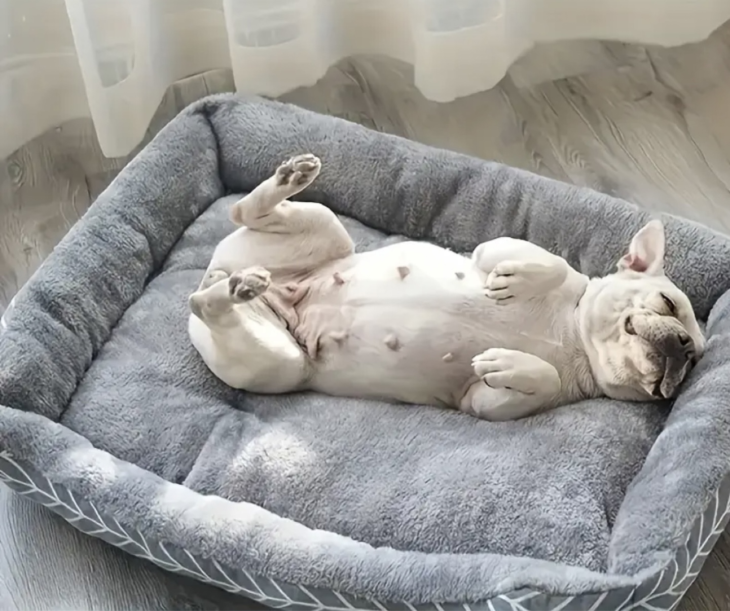 Brand New Gray Plush Dog Bed - photo 2