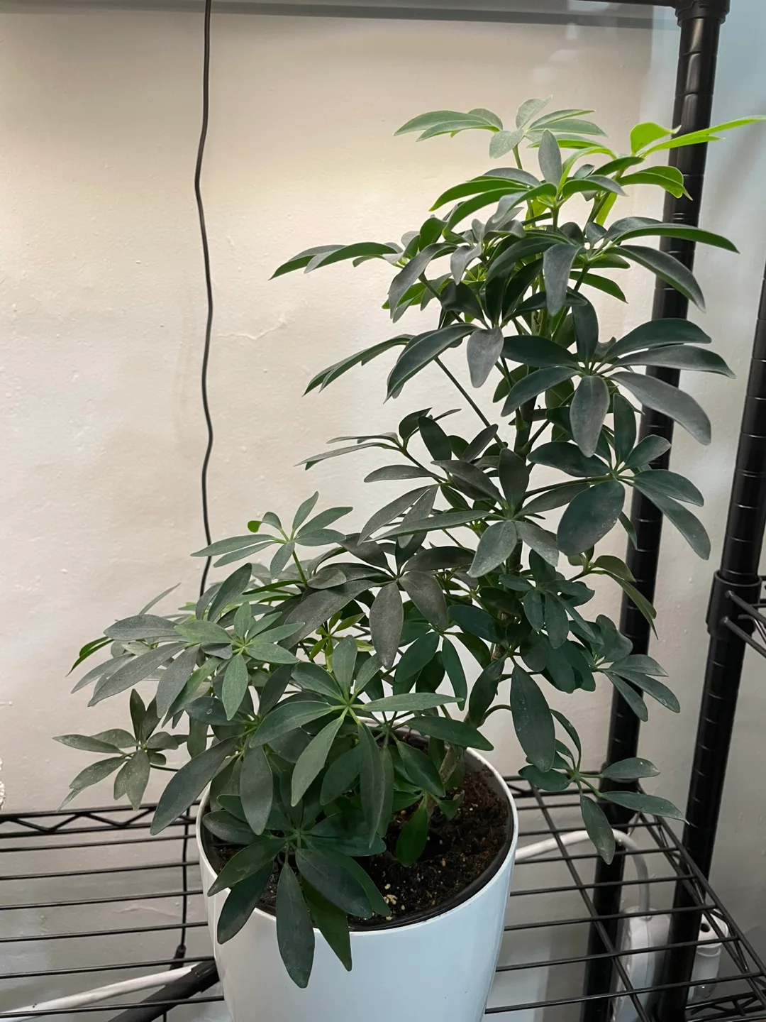 Schefflera Arboricola Plant in White Pot