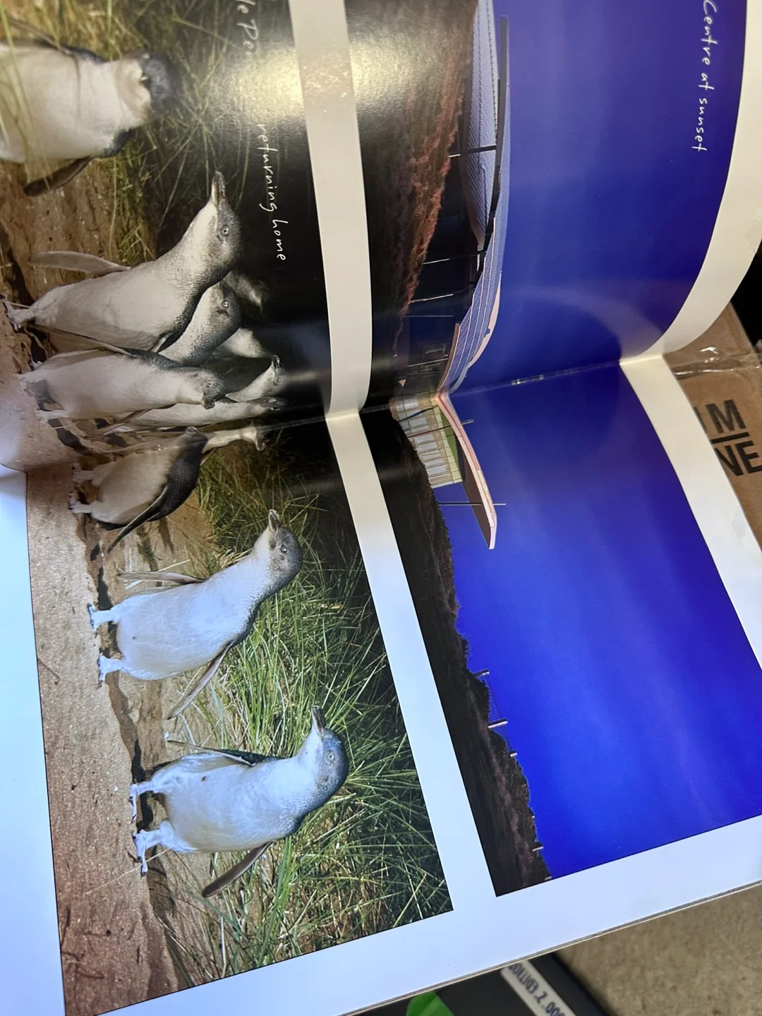 Phillip Island Nature Park Souvenir Program image indicator(3)