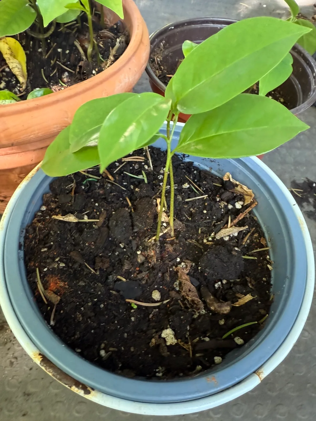 Soursop tree image indicator(2)