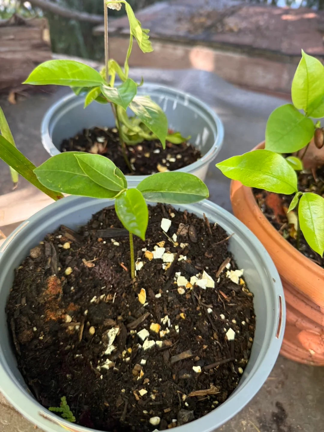 Soursop tree image indicator(3)