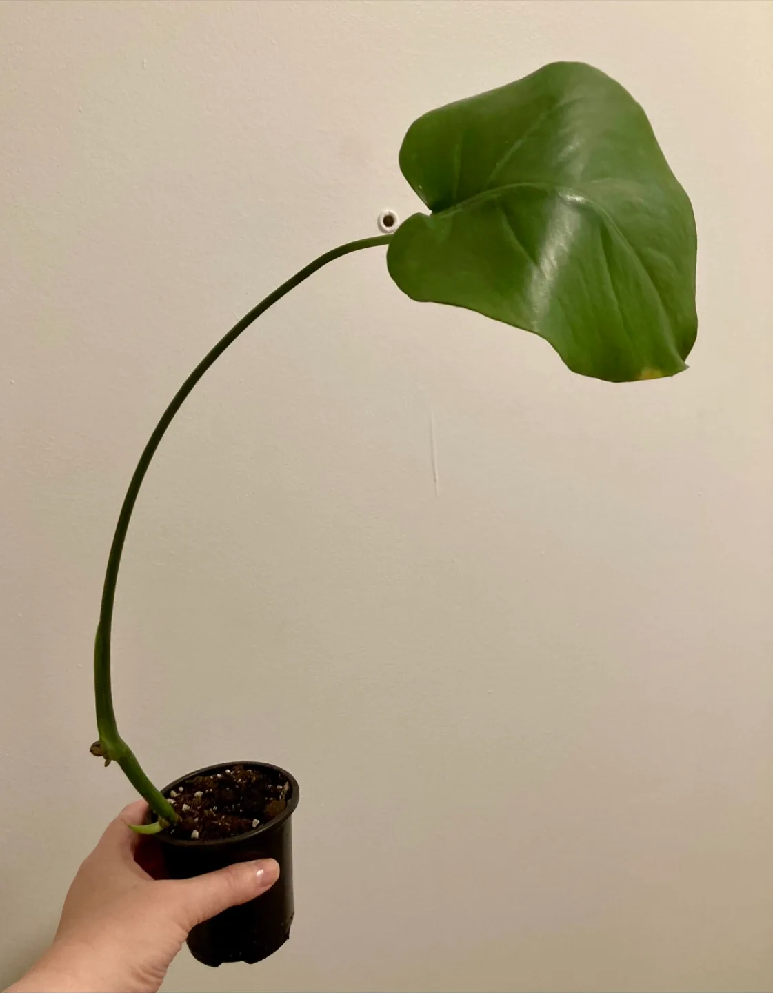 Rooted Monstera Cutting thumbnail