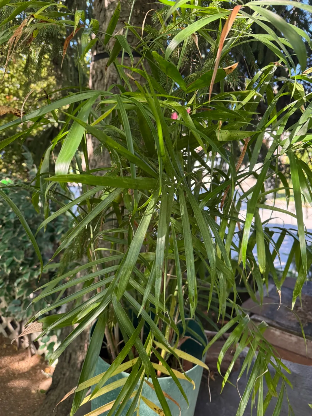 Plants thumbnail