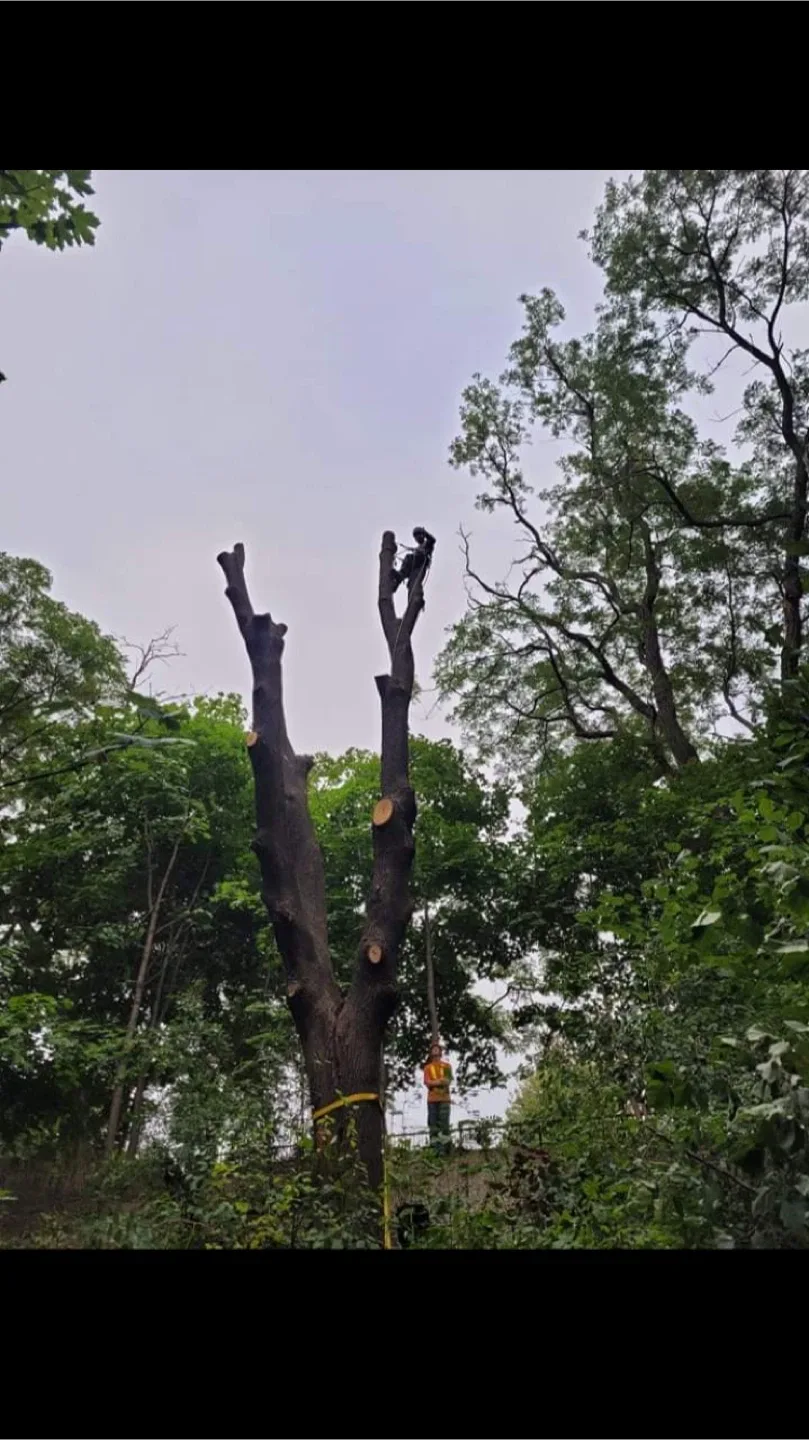 Tree removal/ trimming thumbnail